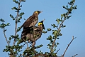 Wattled Starling.20240406-_DSC2050