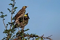 Wattled Starling.20240406-_DSC2053