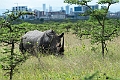 White Rhinoceros.20240414-_DSC3212 kopier