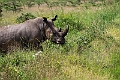 White Rhinoceros.20240414-_DSC3216 kopier