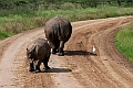 White Rhinoceros.20240414-_DSC3235 kopier