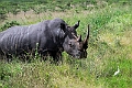 White Rhinoceros.20240414-_DSC3261 kopier