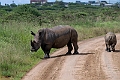 White Rhinoceros.20240414-_DSC3273 kopier