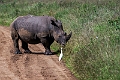 White Rhinoceros.20240414-_DSC3279 kopier