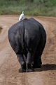 White Rhinoceros.20240414-_DSC3283 kopier