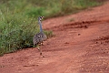 White-bellied Bustard.20240404-_DSC1896