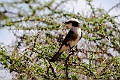 White-crowned Shrike.20240329-_DSC0711