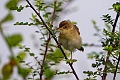 Winding Cisticola.20240414-_DSC3026 kopier