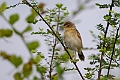 Winding Cisticola.20240414-_DSC3037 kopier