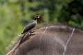 Yellow-Billed Oxpecker.20240414-_DSC3187 kopier