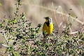 Yellow-throated Longclaw.20240325-_DSC0132