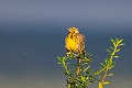 Yellow-throated Longclaw.20240406-_DSC2007