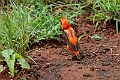 Zanzibar Red Bishop.20240404-_DSC1815