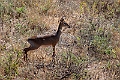 dikdik.20240329-_DSC2932