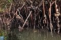 20240119 Bandiab mangrove 1