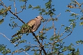 African Collared Dove.20240111-_DSC5109