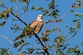 African Collared Dove.20240111-_DSC5111