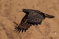 African Harrier Hawk.20240117-_DSC6401