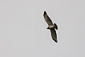 Beaudoin's Snake Eagle.20240121-_DSC6979