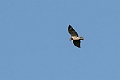 Beaudouin's Snake-Eagle.20240119-_DSC6598