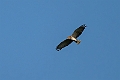 Beaudouin's Snake-Eagle.20240119-_DSC6612