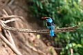 Blue-breasted Kingfisher.20240117-_DSC6471