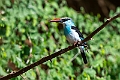Blue-breasted Kingfisher.20240117-_DSC6486