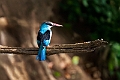 Blue-throated Kingfisher.20240117-_DSC6477