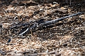 Long-tailed Nightjar.20240105-_DSC4455
