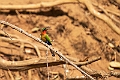Red-throated Beeater.20240116-_DSC5984
