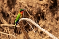 Red-throated Beeater.20240116-_DSC5999