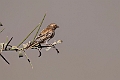 Sahel Bush Sparrow.20240106-_DSC4622