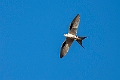 Scissor-tailed Kite.20240111-_DSC5241