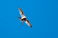 Scissor-tailed Kite.20240111-_DSC5245