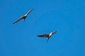 Scissor-tailed Kite.20240111-_DSC5255