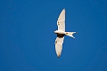Scissor-tailed Kite.20240111-_DSC5277
