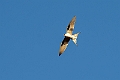Scissor-tailed Kite.20240111-_DSC5295
