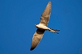 Scissor-tailed Kite.20240111-_DSC5381