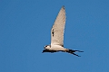 Scissor-tailed Kite.20240111-_DSC5470