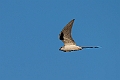 Scissor-tailed Kite.20240111-_DSC5485