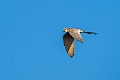 Scissor-tailed Kite.20240111-_DSC5516