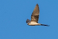 Scissor-tailed Kite.20240111-_DSC5518