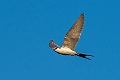Scissor-tailed Kite.20240111-_DSC5553