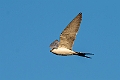 Scissor-tailed Kite.20240111-_DSC5556