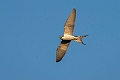 Scissor-tailed Kite.20240111-_DSC5605