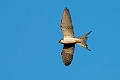 Scissor-tailed Kite.20240111-_DSC5609