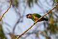 Senegal Parrot.20240120-_DSC6748