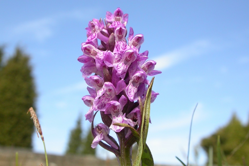 DSCN2991.JPG - Flecked Early March Orchid (Dactylorhiza incarnata), Blodplettet Gøgeurt, Sweden.