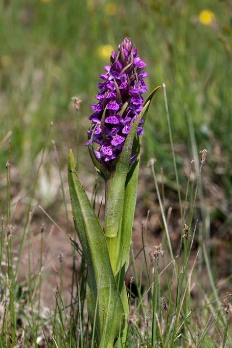 Kødfarvet gøgeurt.20110531_7420.jpg