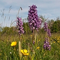 Kødfarvet gøgeurt.20110604_7571